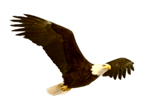 Al nin sota al teit – L’Aquila Reale