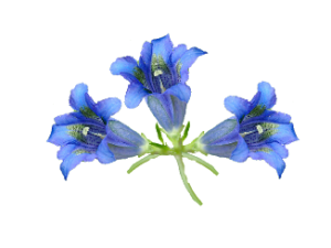 Stua – Genziana