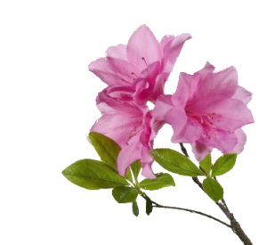 Stua Superior – Rododendro